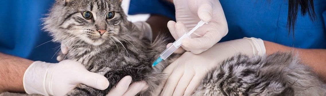 vacunación a un gato