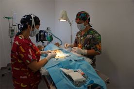 interior clinica veterinaria 6