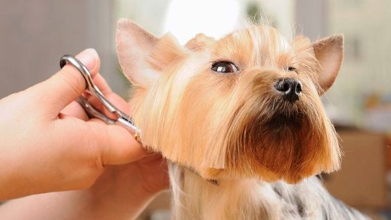 manos cortando el pelo a un perro